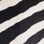 31-BLACK-ZEBRA